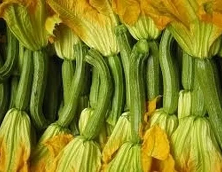 Zucchino-3