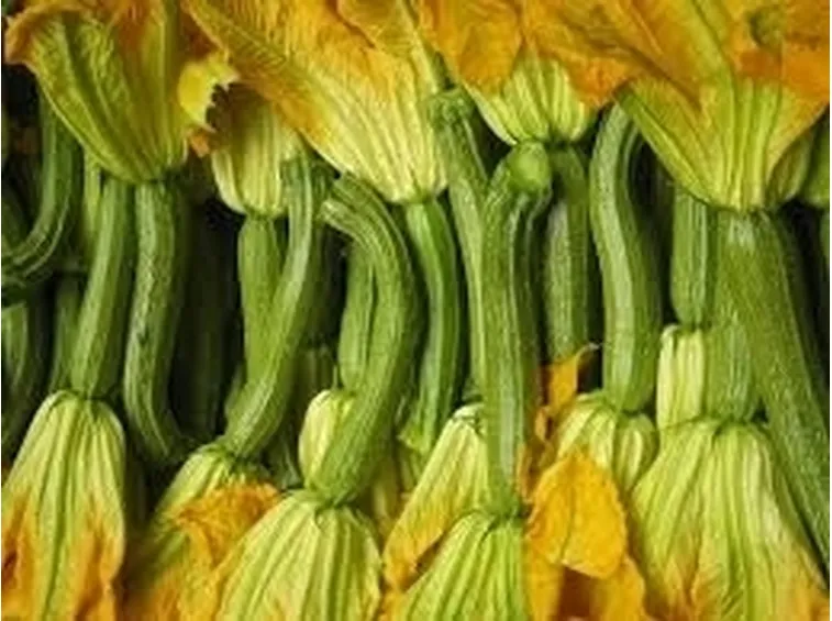Zucchino-3