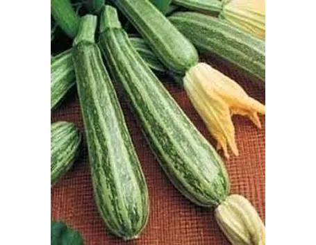 Zucchino-5