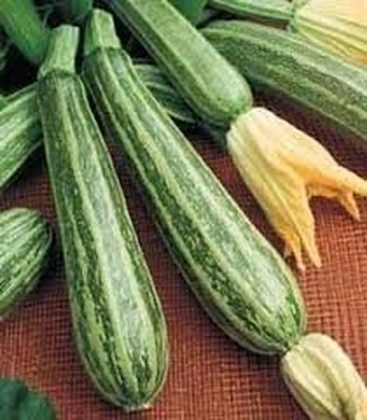 Zucchino-5