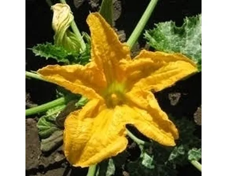 Zucchino-6