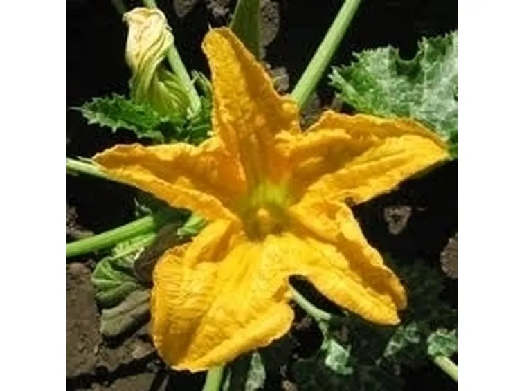 Zucchino-6