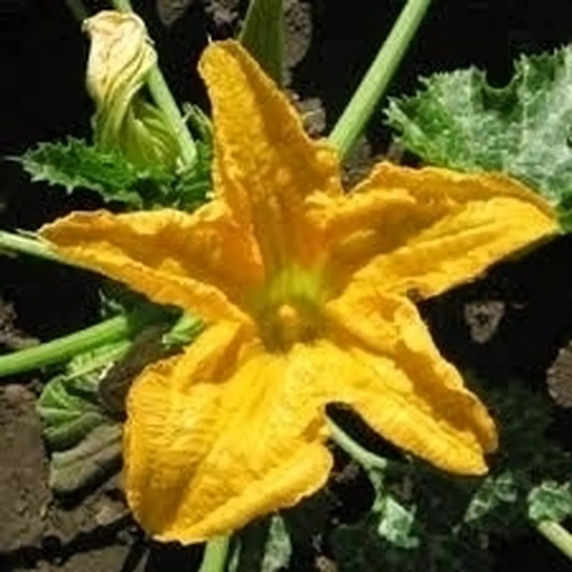 Zucchino-6