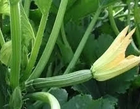 Zucchino-7