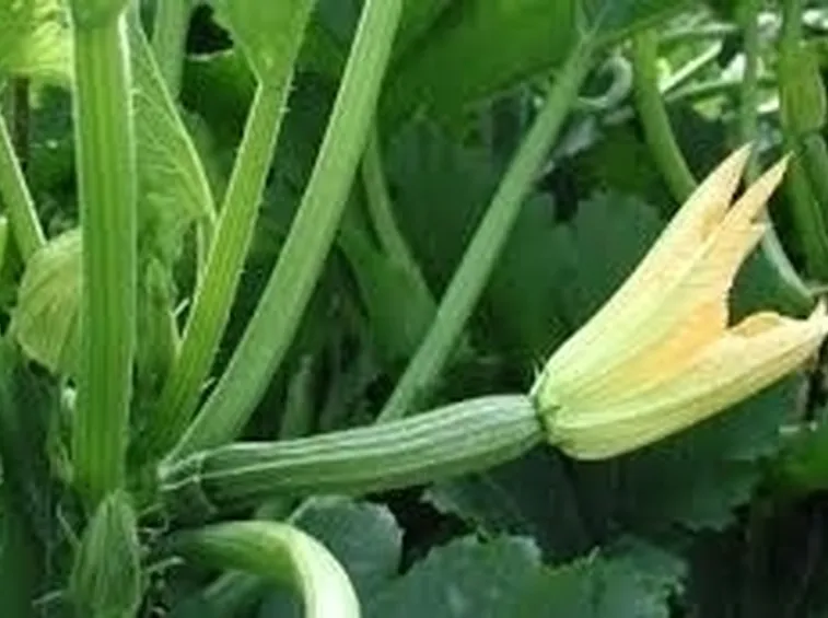 Zucchino-7