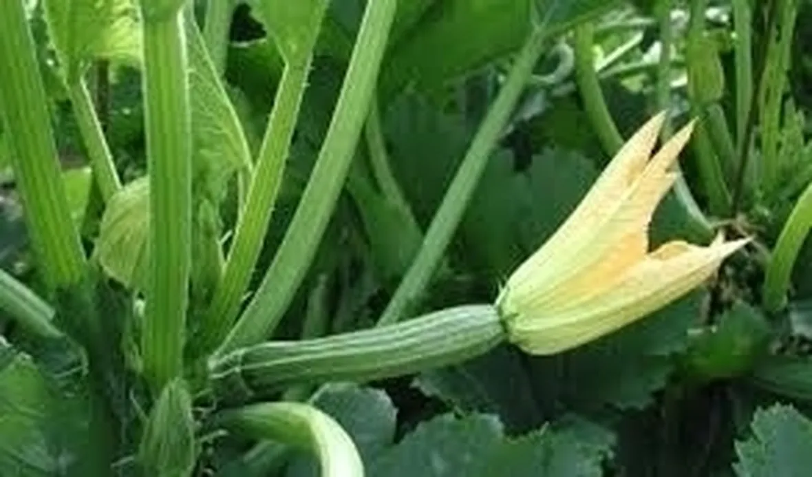 Zucchino-7