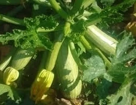 Zucchino-8