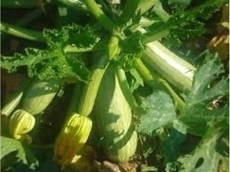 Zucchino-8