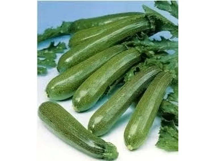 Zucchino-9