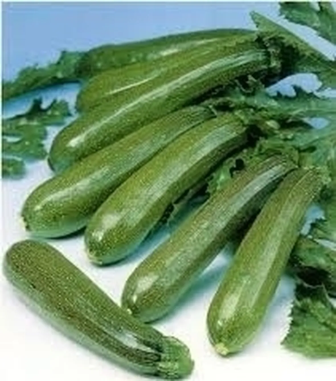 Zucchino-9