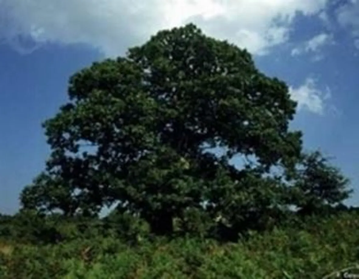 alberi di ficus-2