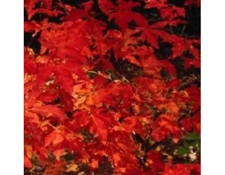 alberi di ficus