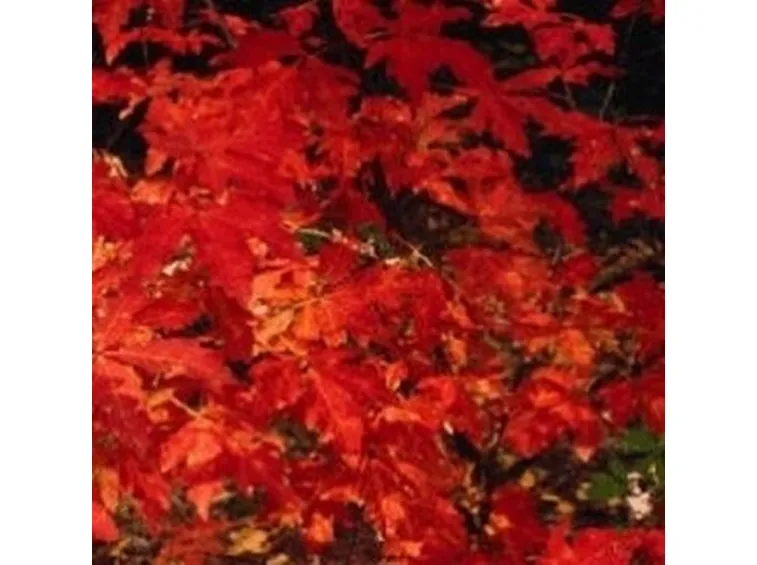 alberi di ficus