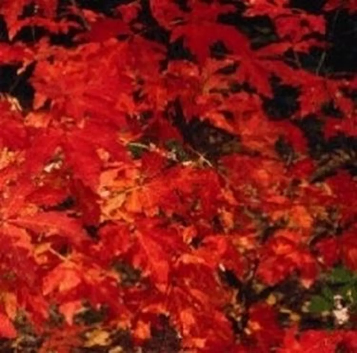 alberi di ficus