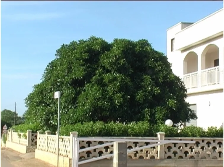 albero di ficus-1