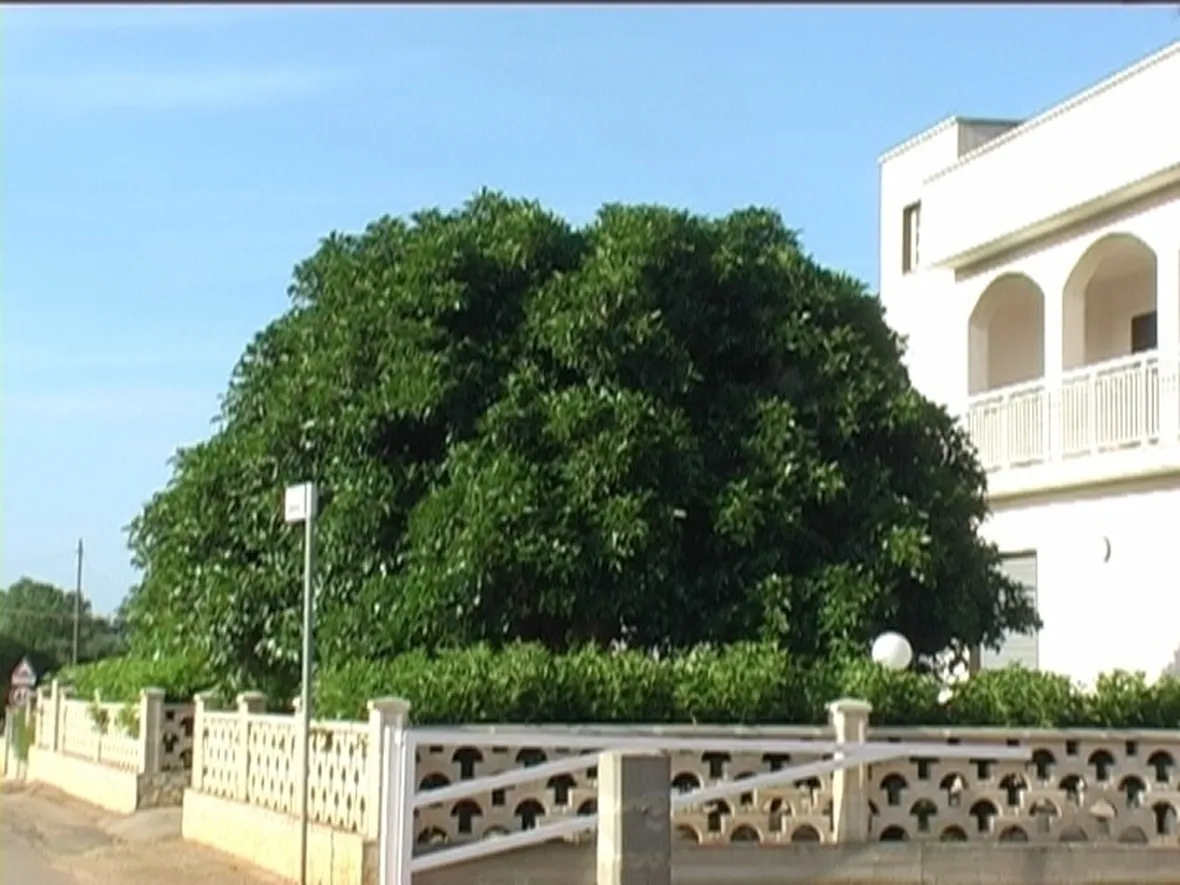 albero di ficus-1
