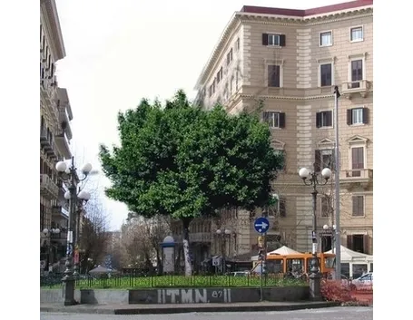 albero di ficus-3