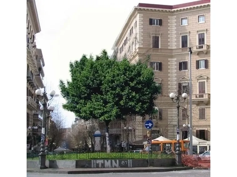 albero di ficus-3