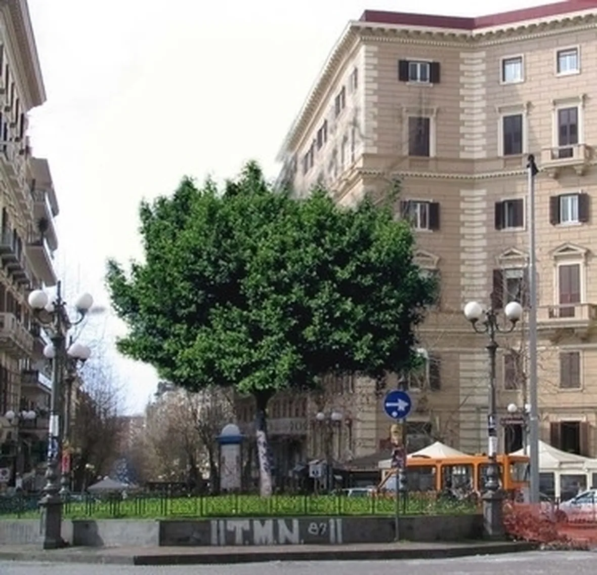 albero di ficus-3