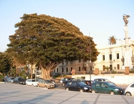 albero di ficus-4