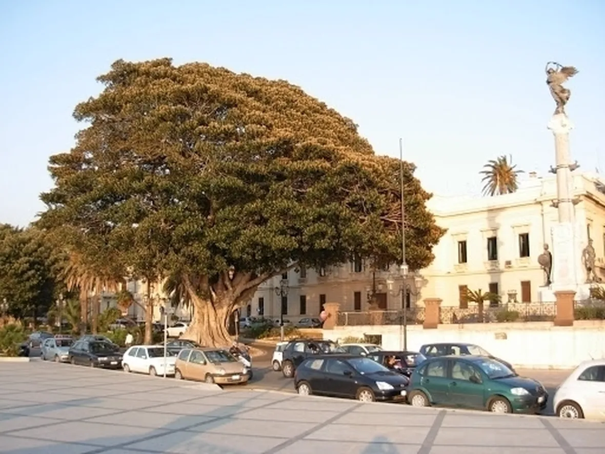 albero di ficus-4