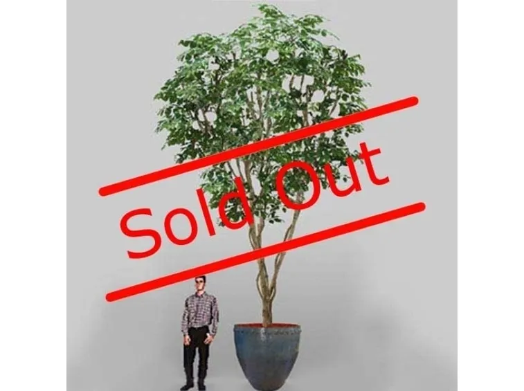 albero di ficus-5