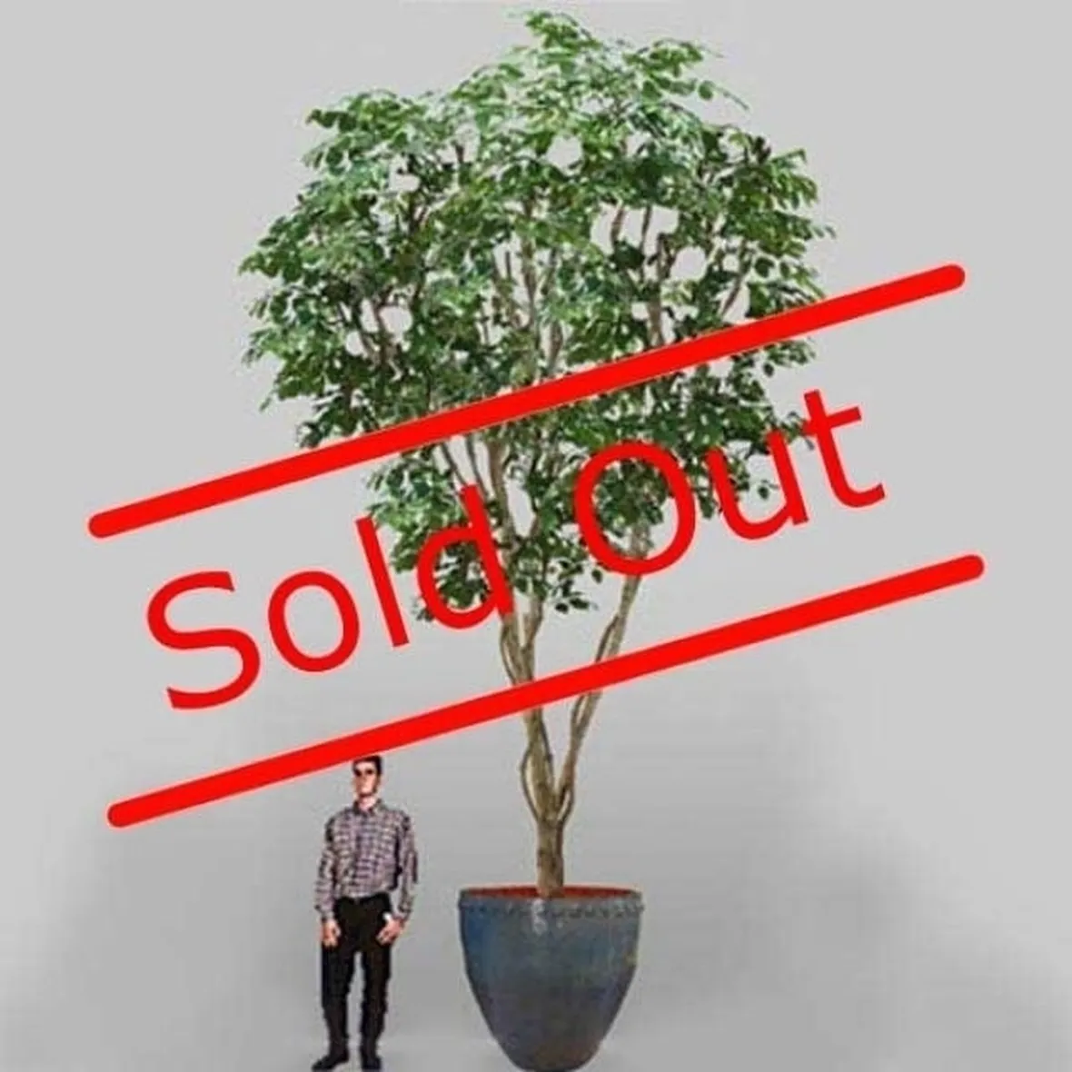 albero di ficus-5