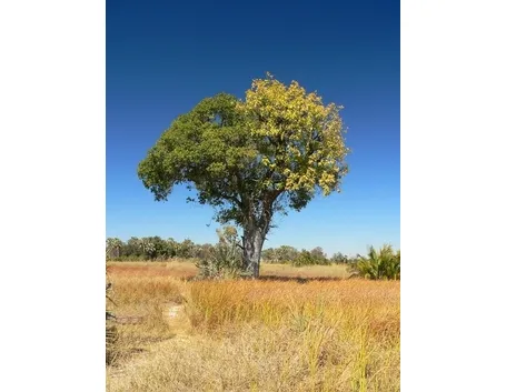 albero di ficus