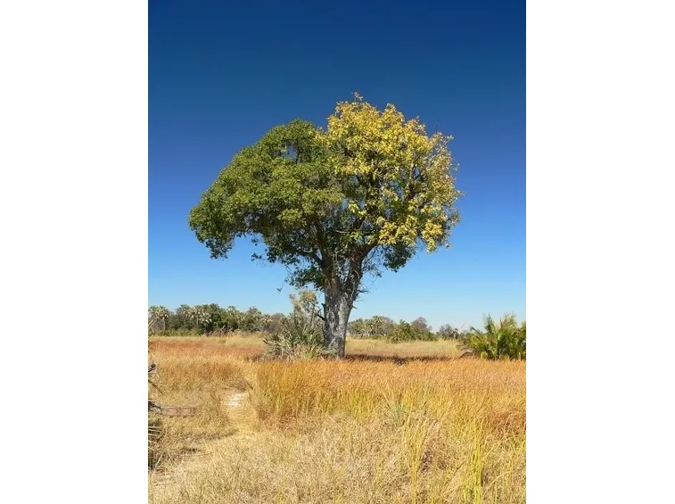 albero di ficus