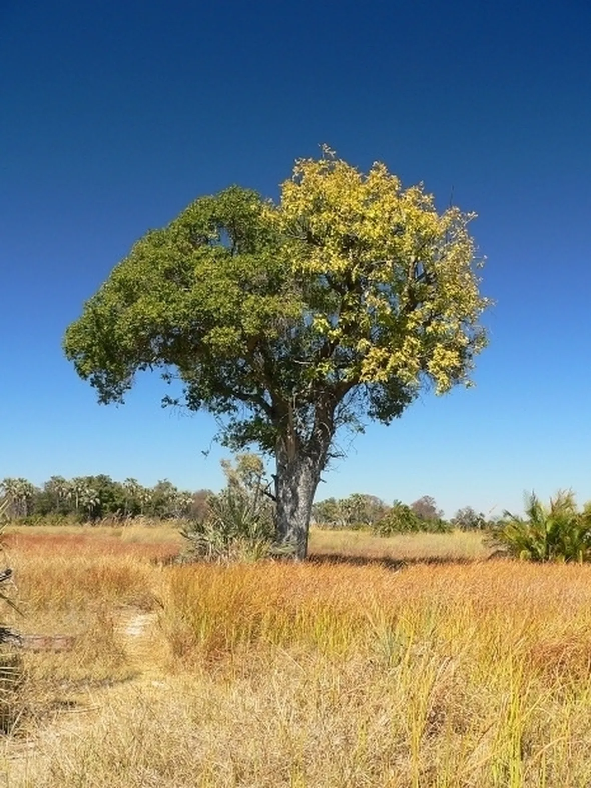 albero di ficus
