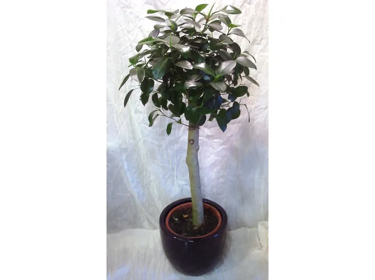 Domanda: Ficus australis