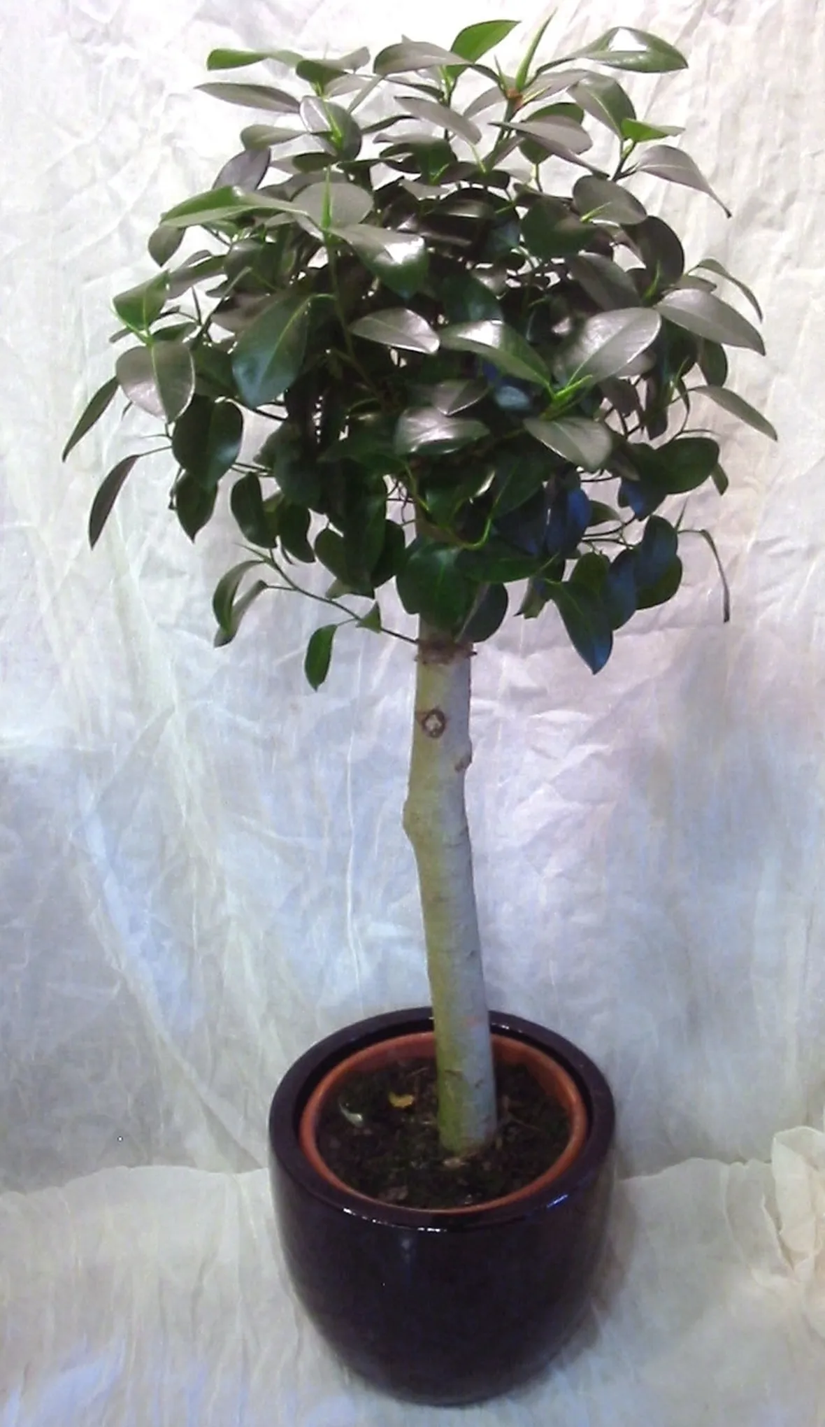 Domanda: Ficus australis