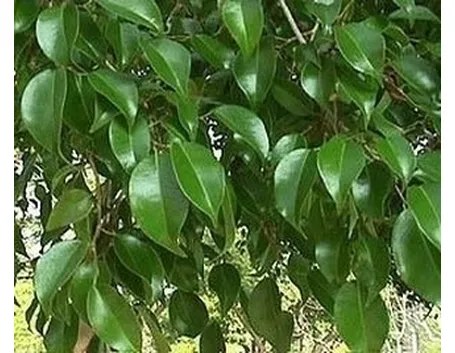 ficus australis-3