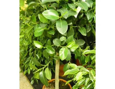 ficus australis-7