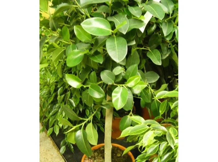 ficus australis-7