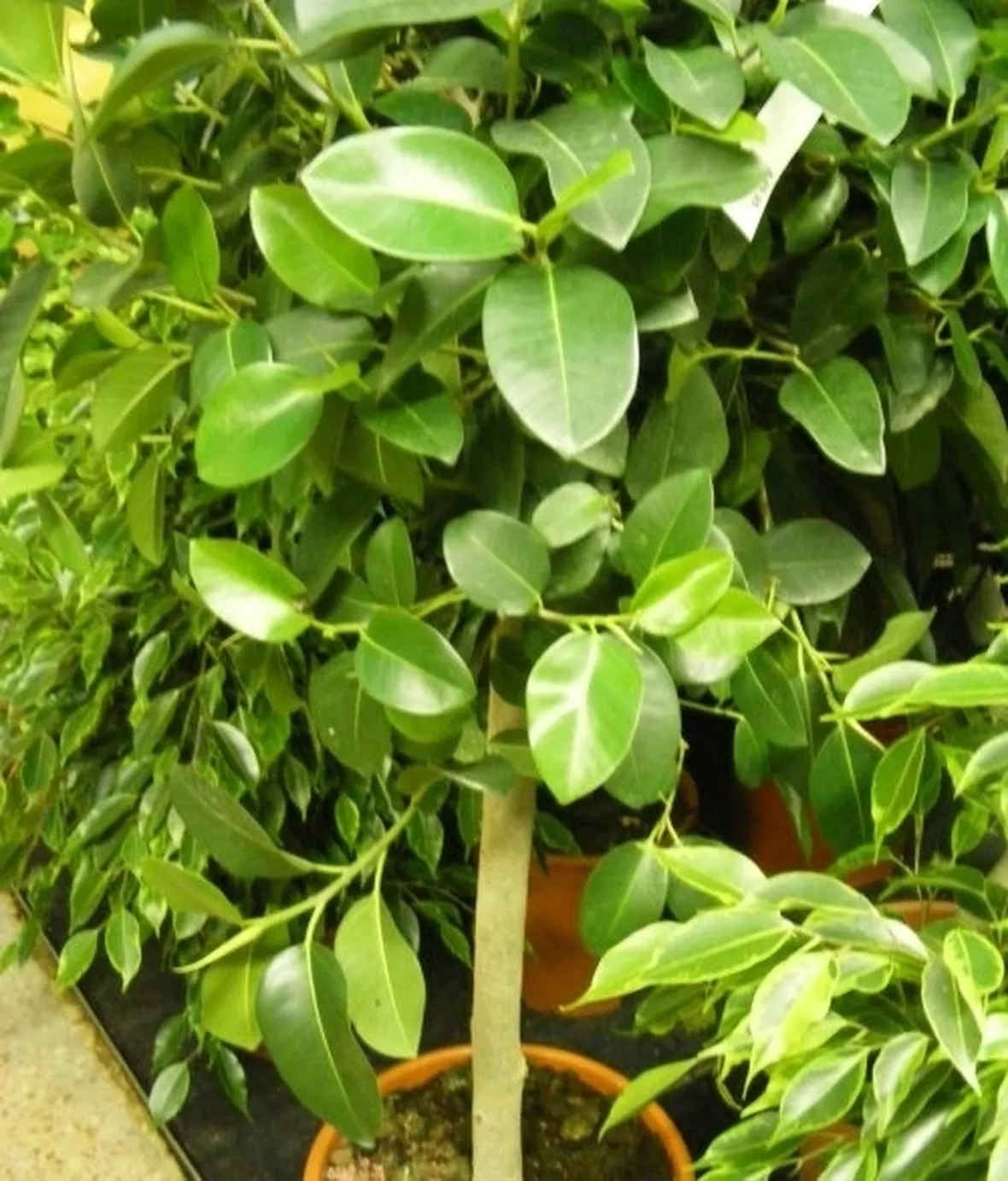 ficus australis-7