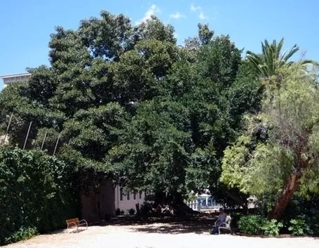 ficus australis-8
