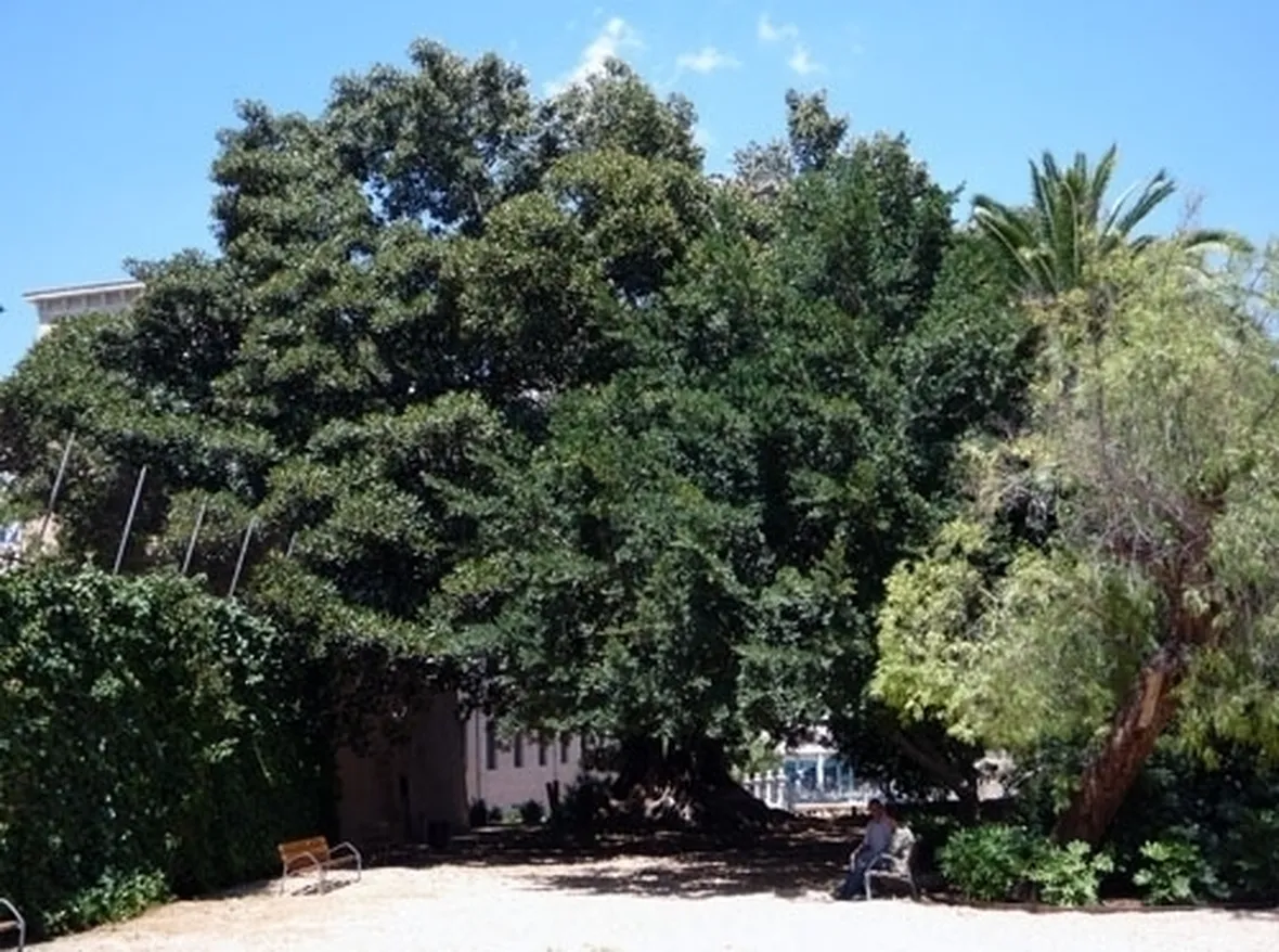 ficus australis-8