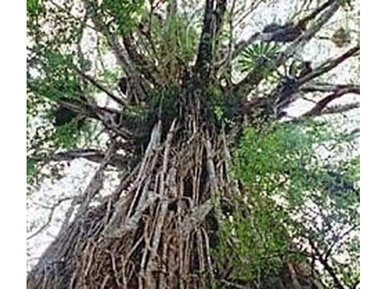 ficus australis-9