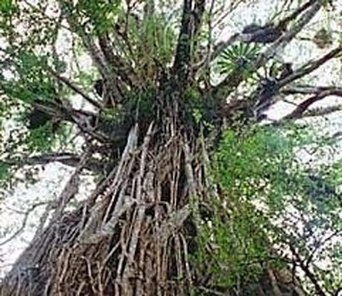 ficus australis-9