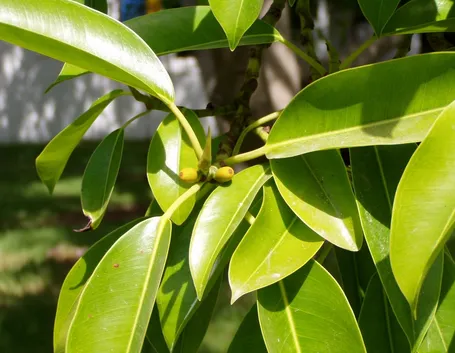 ficus indiano-1