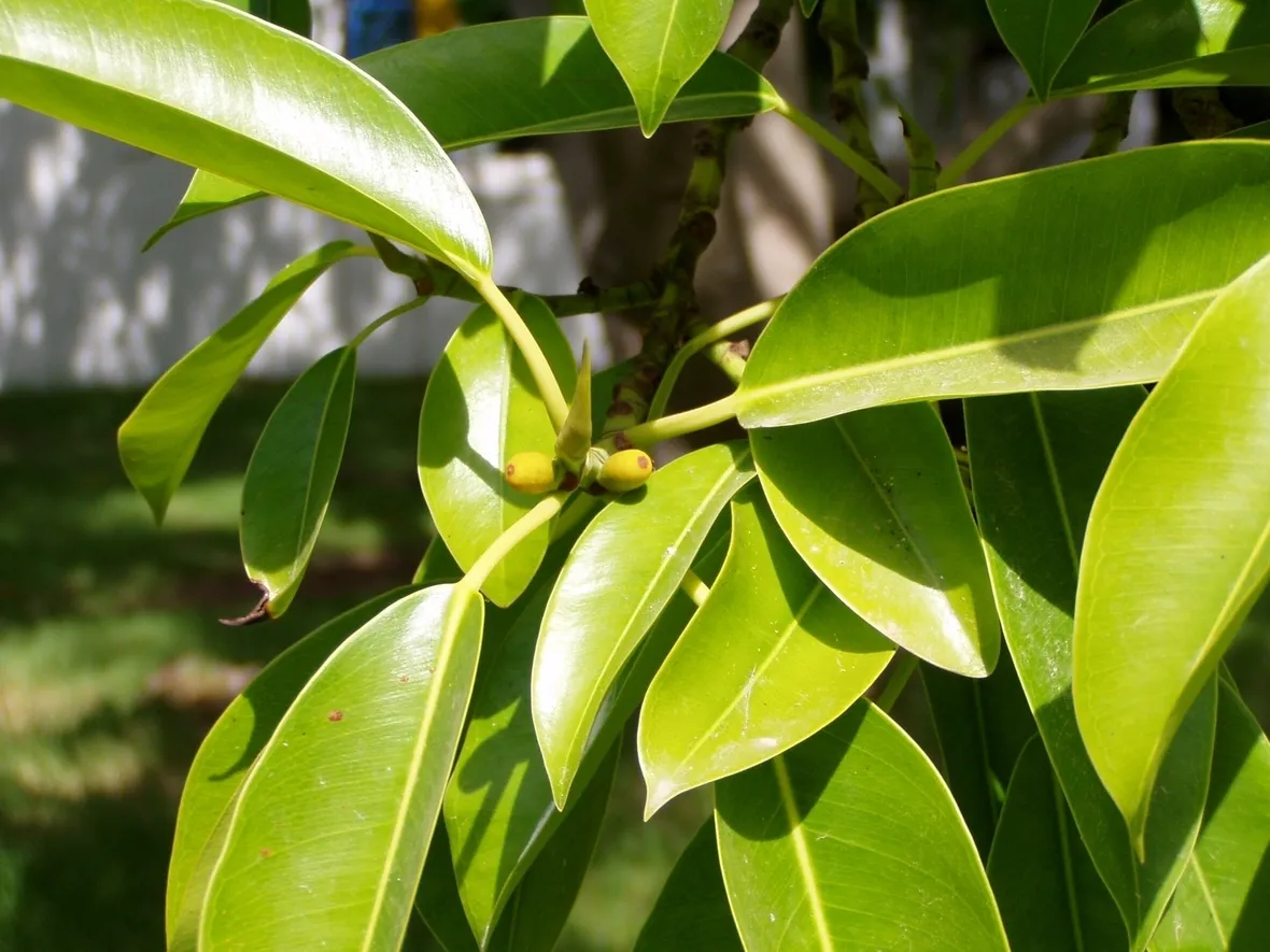 ficus indiano-1