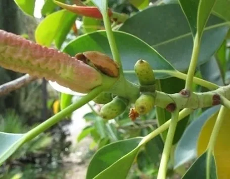 ficus indiano-2