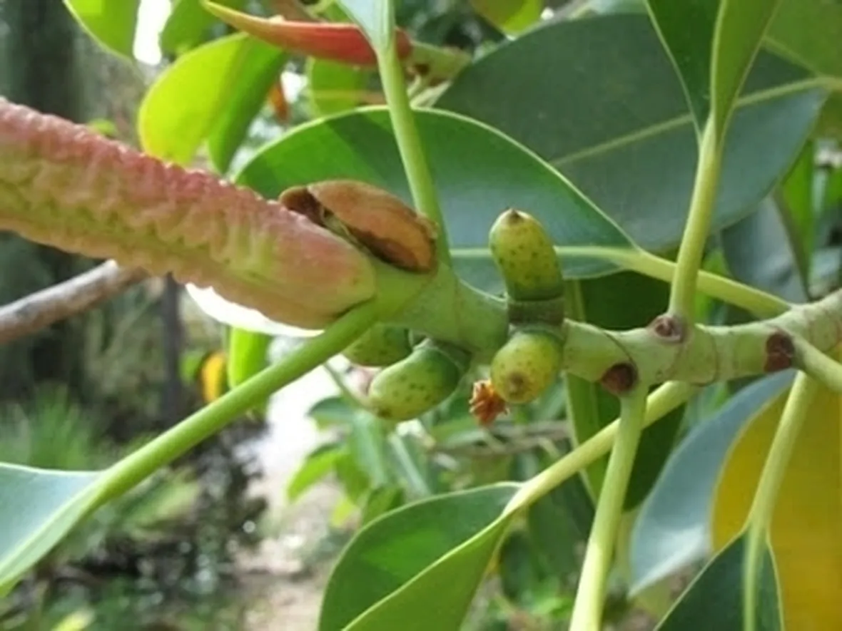 ficus indiano-2