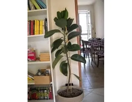 ficus indiano-3