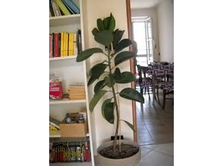 ficus indiano-3