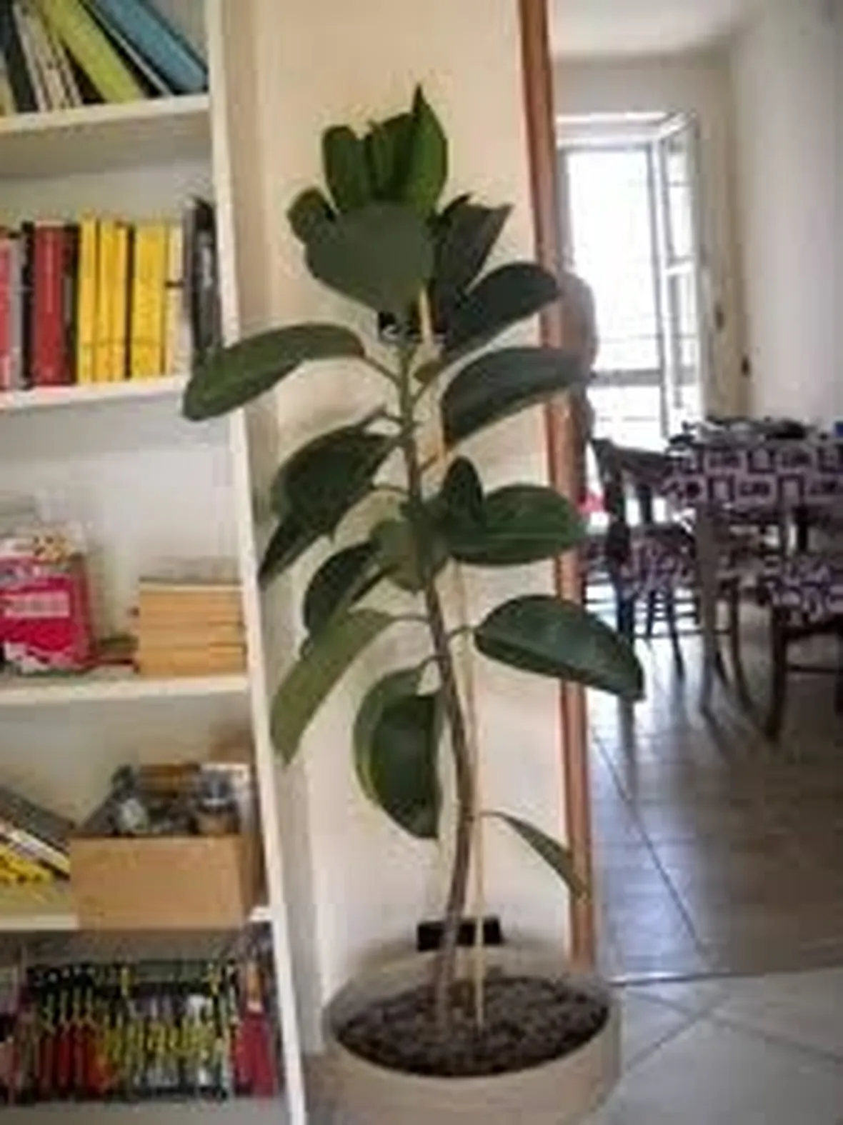 ficus indiano-3