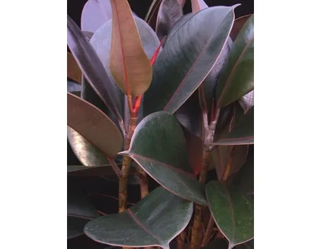ficus indiano-5