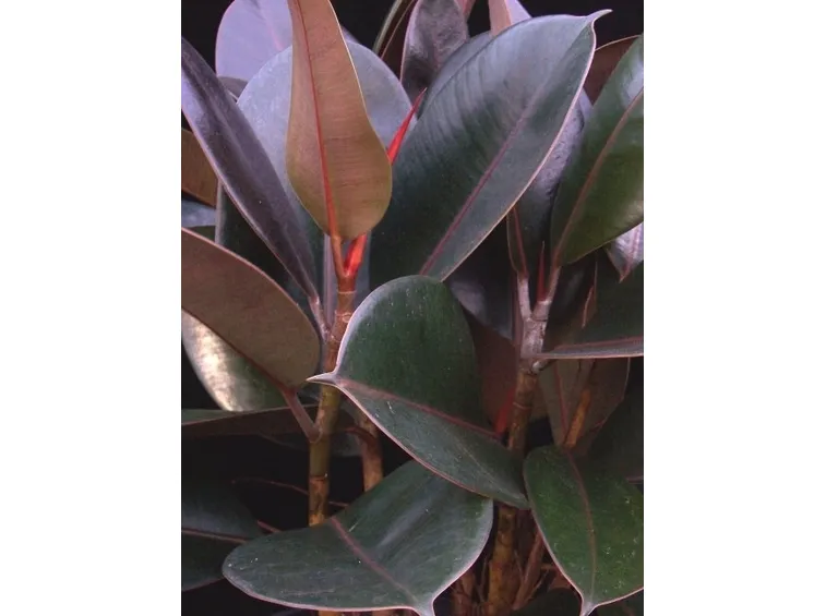 ficus indiano-5