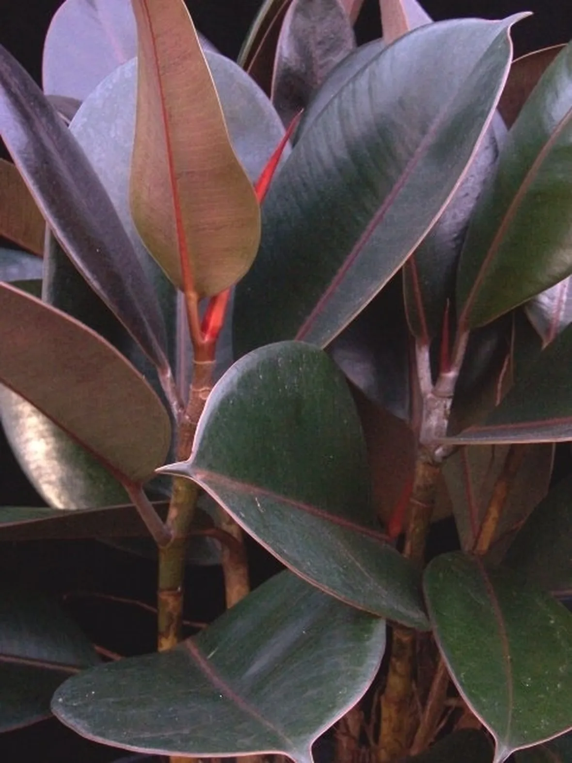 ficus indiano-5